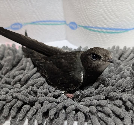 Erwachsene Caelia. Foto: https://mauerseglerhilfe-apus.de/facebook-posts/